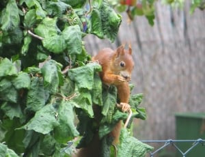 red squirrel thumbnail
