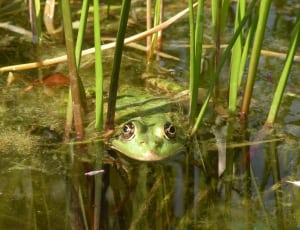 green frog thumbnail