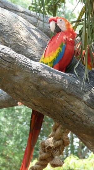 red green blue and yellow parrot thumbnail