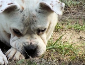 white short coat dog lying on green grass thumbnail