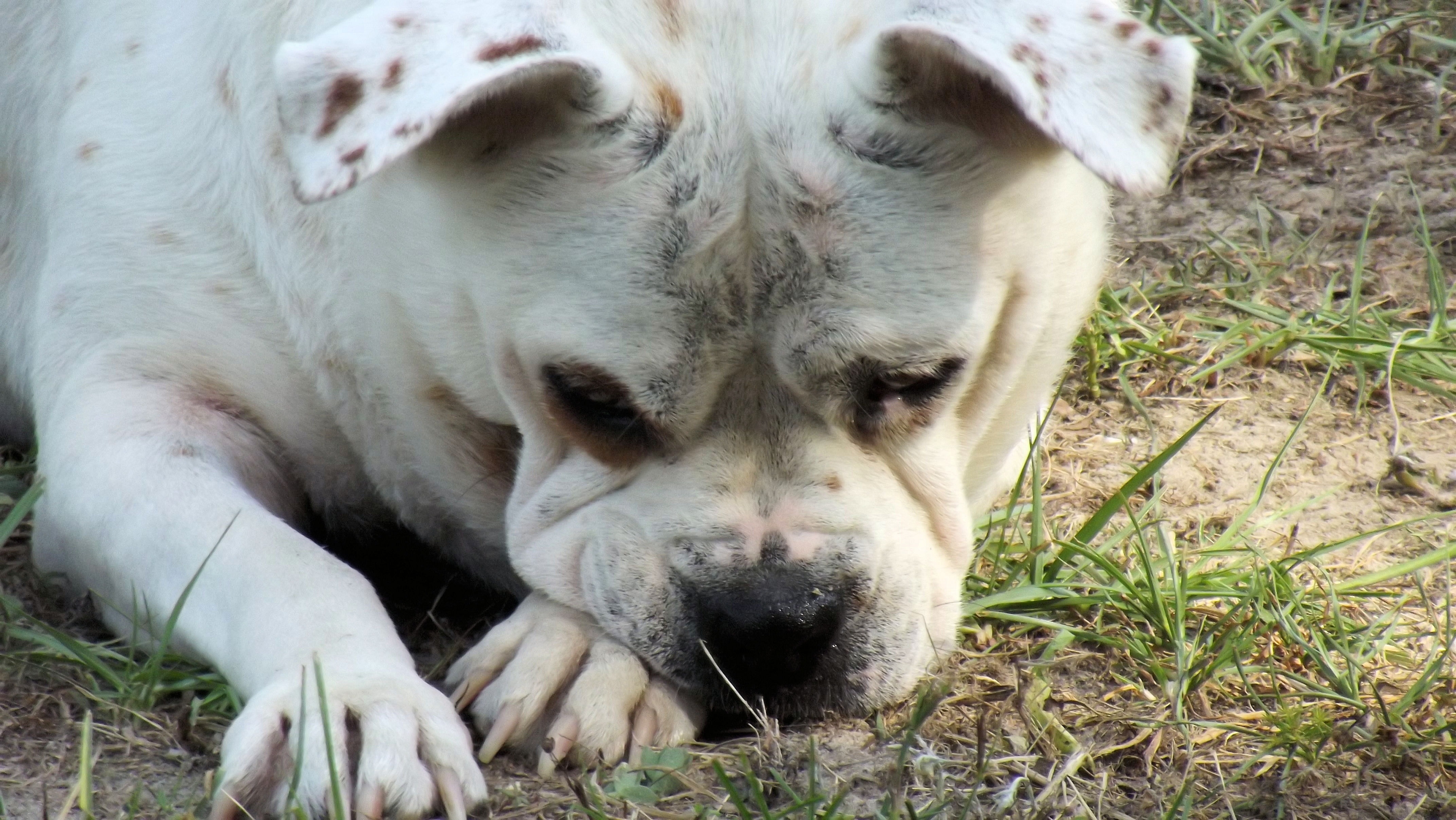 white short coat dog lying on green grass