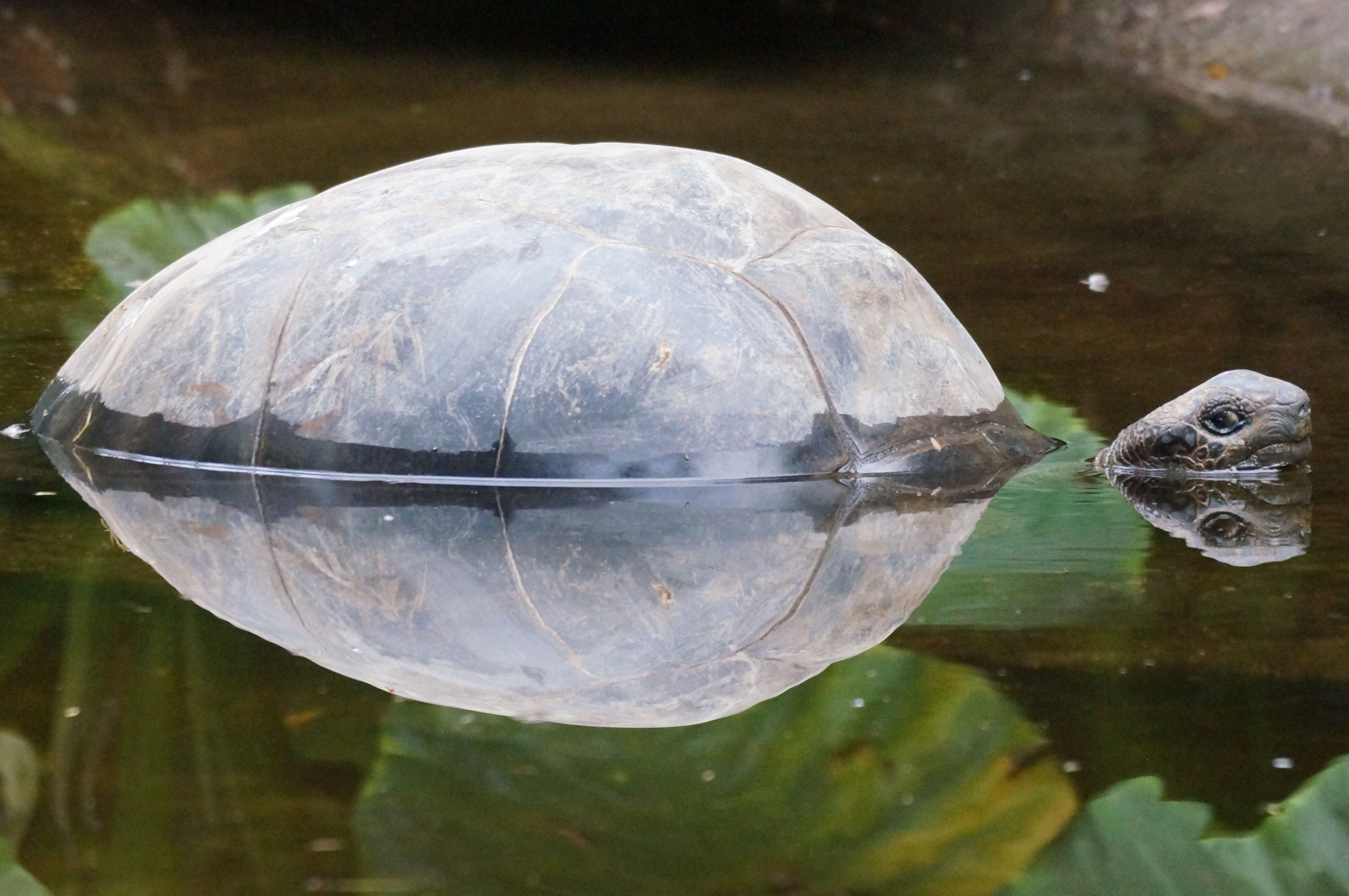 black hardshell turtle