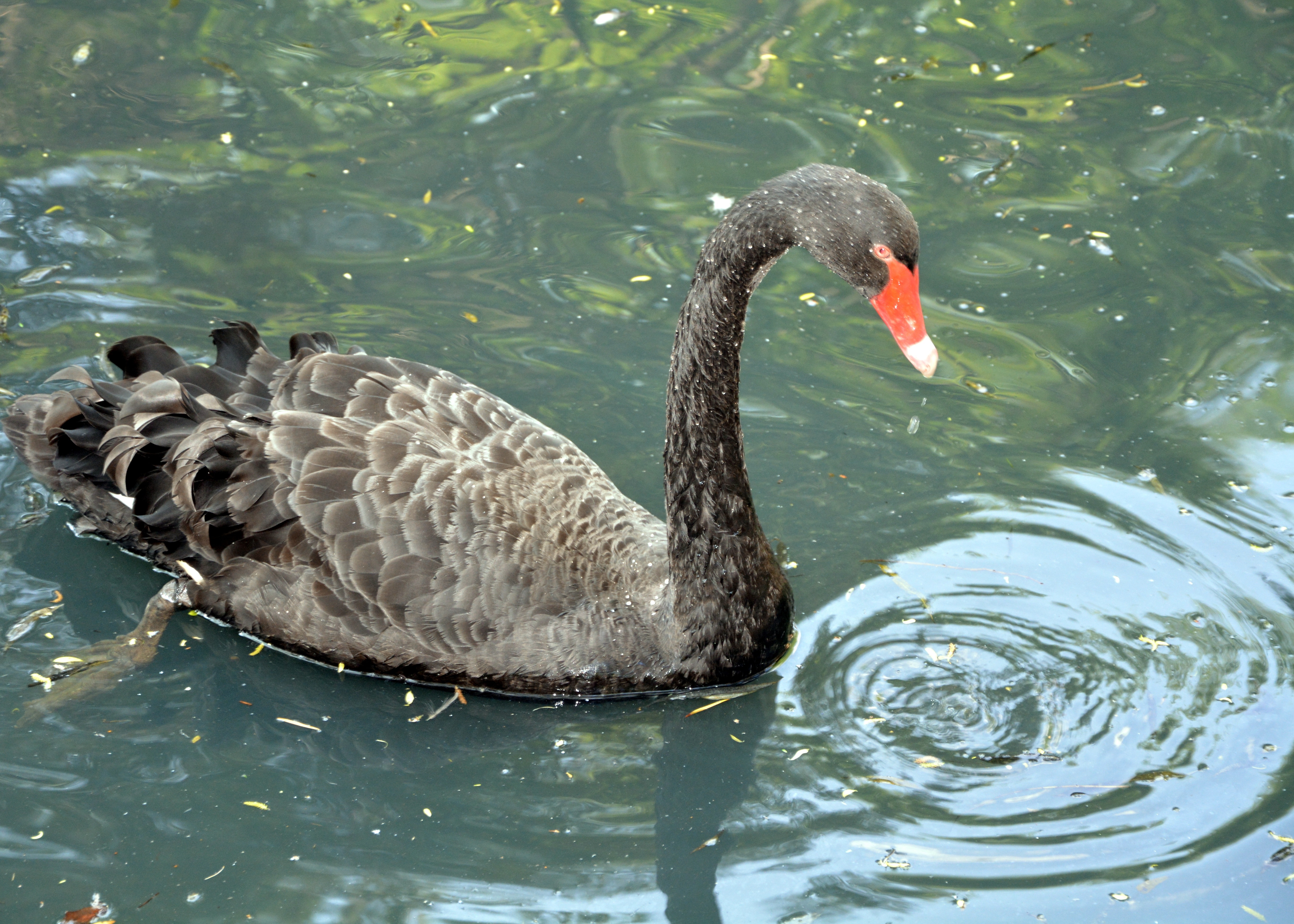 gray and black red swan