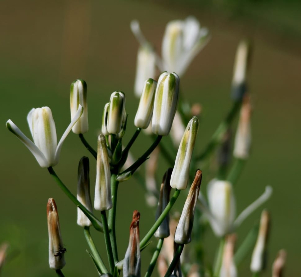 black white and beige flower buds lot preview