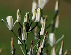 black white and beige flower buds lot thumbnail