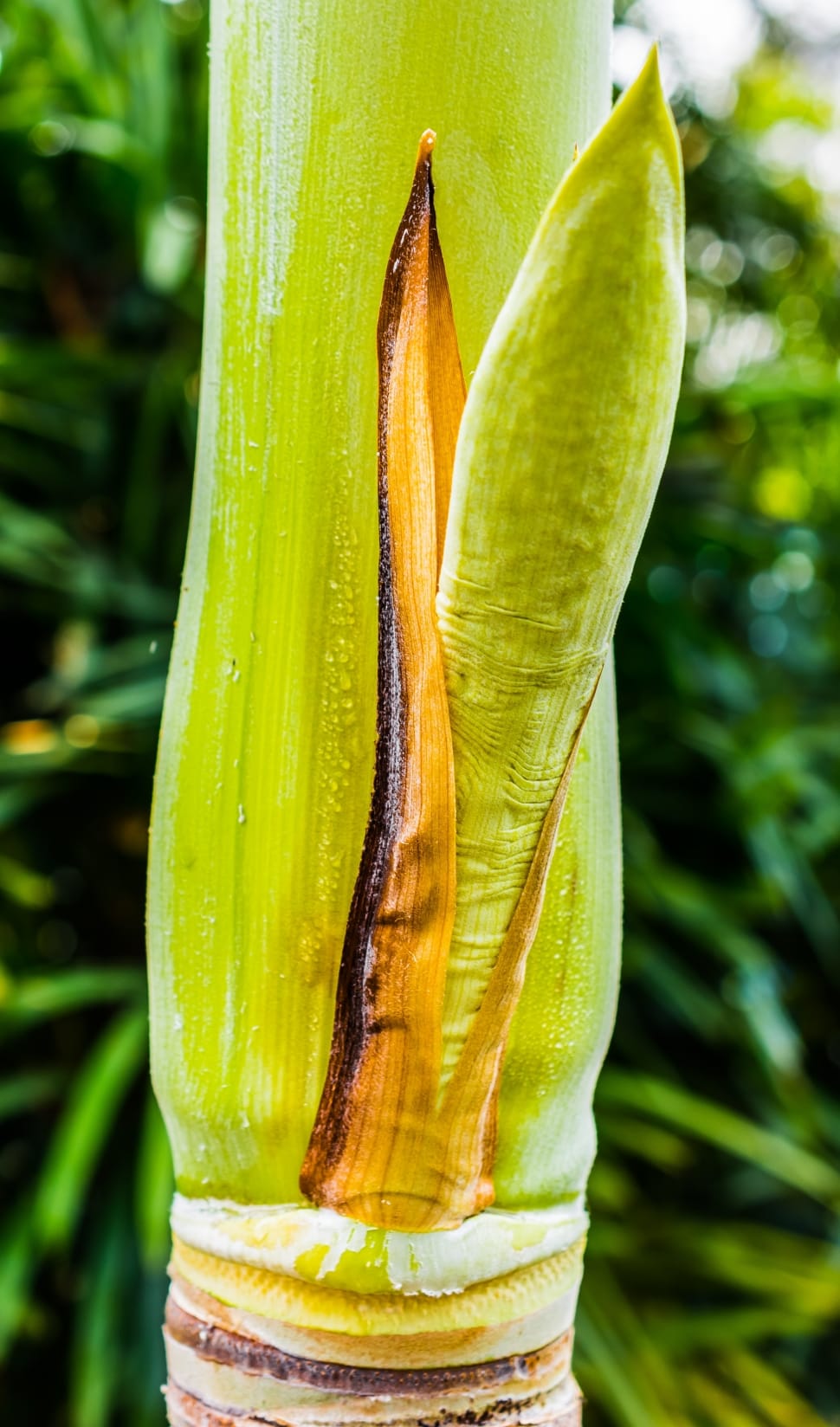 palm shoot preview