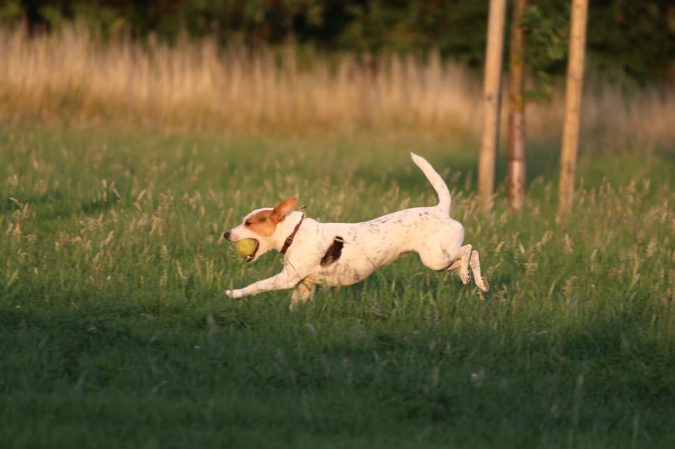 white and tan jack russell terrier preview