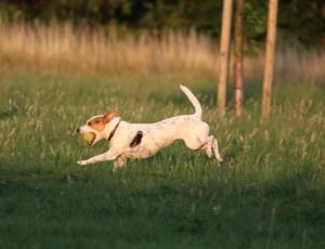 white and tan jack russell terrier thumbnail
