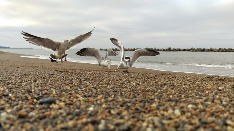 3 seagulls preview