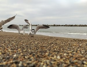 3 seagulls thumbnail