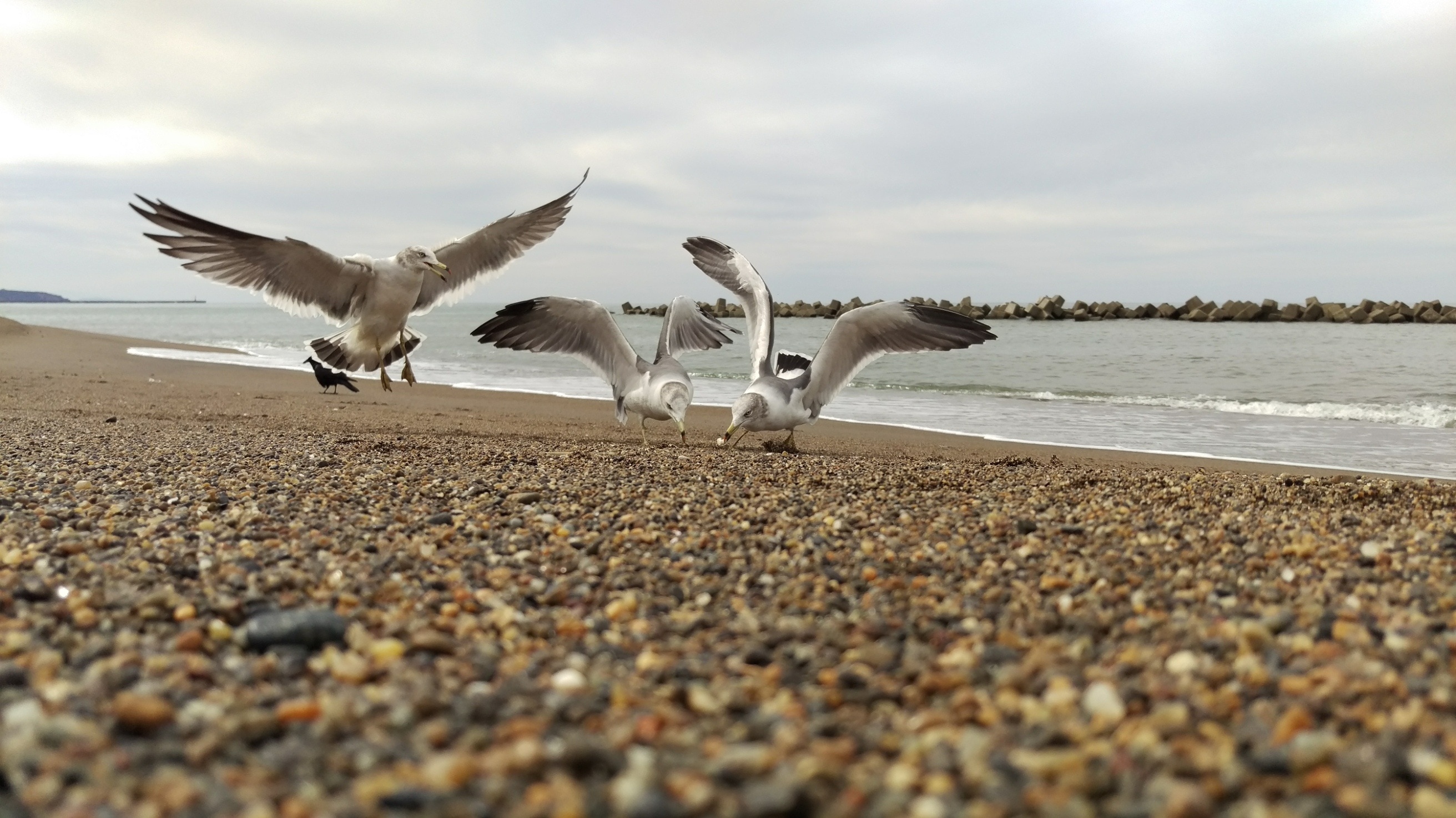 3 seagulls