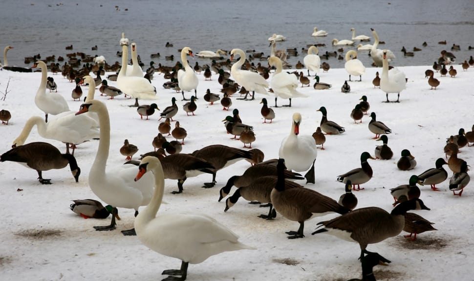 flock of ducks preview