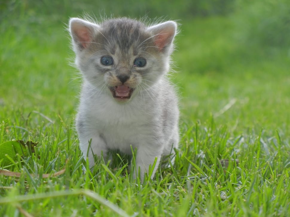 white and gray kitten on grass field during daytime preview