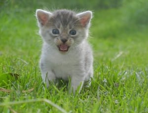 white and gray kitten on grass field during daytime thumbnail