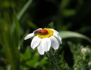blister beetle on white petaled flower thumbnail
