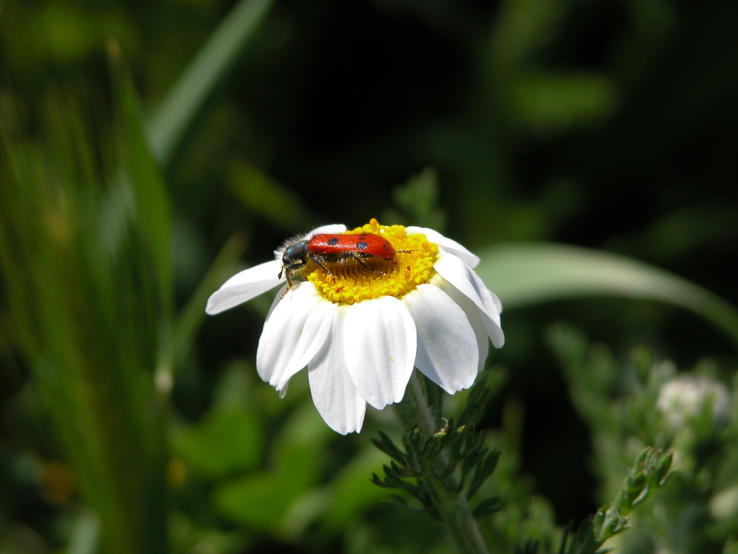 blister beetle on white petaled flower