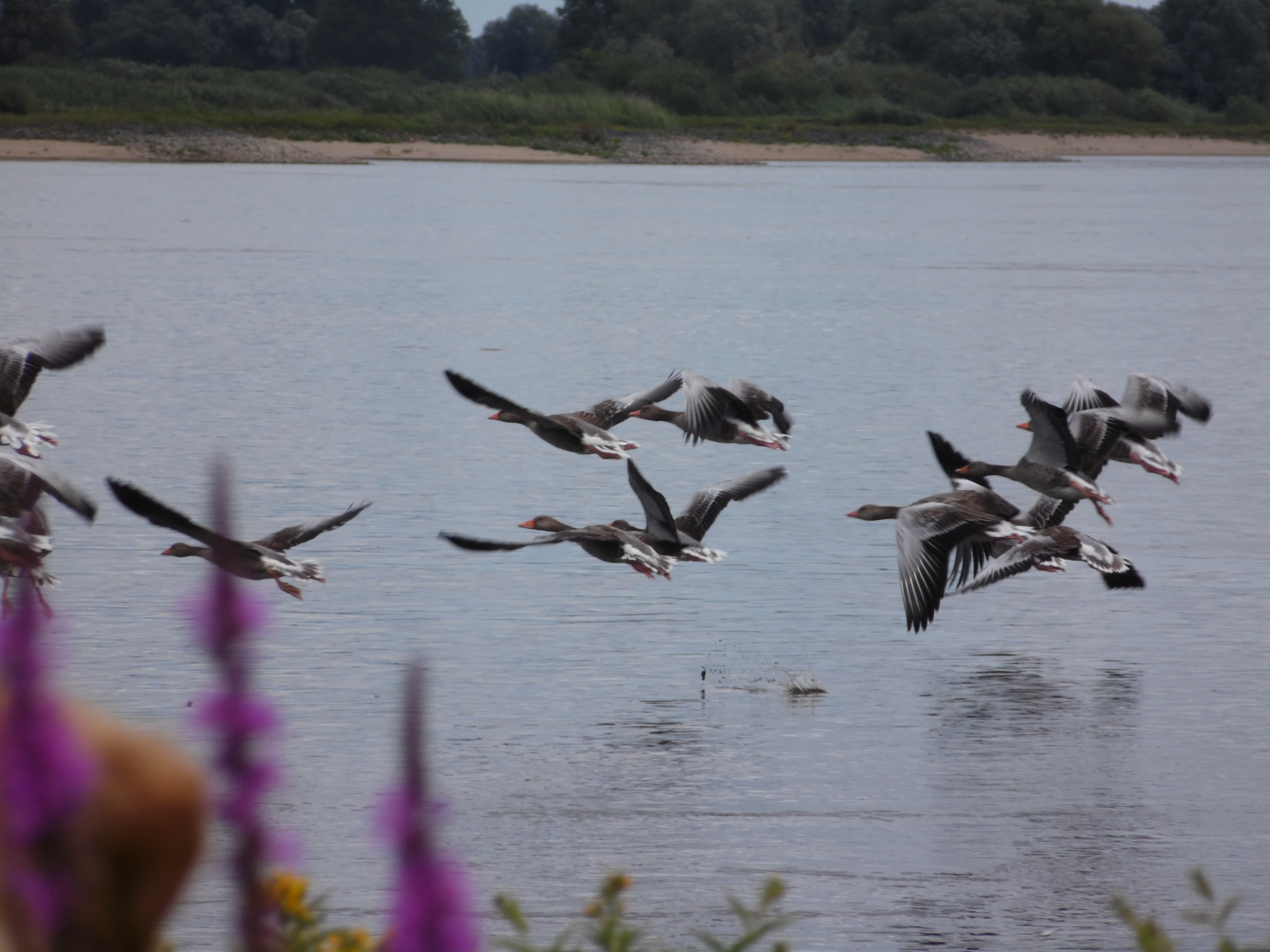 flock of birds