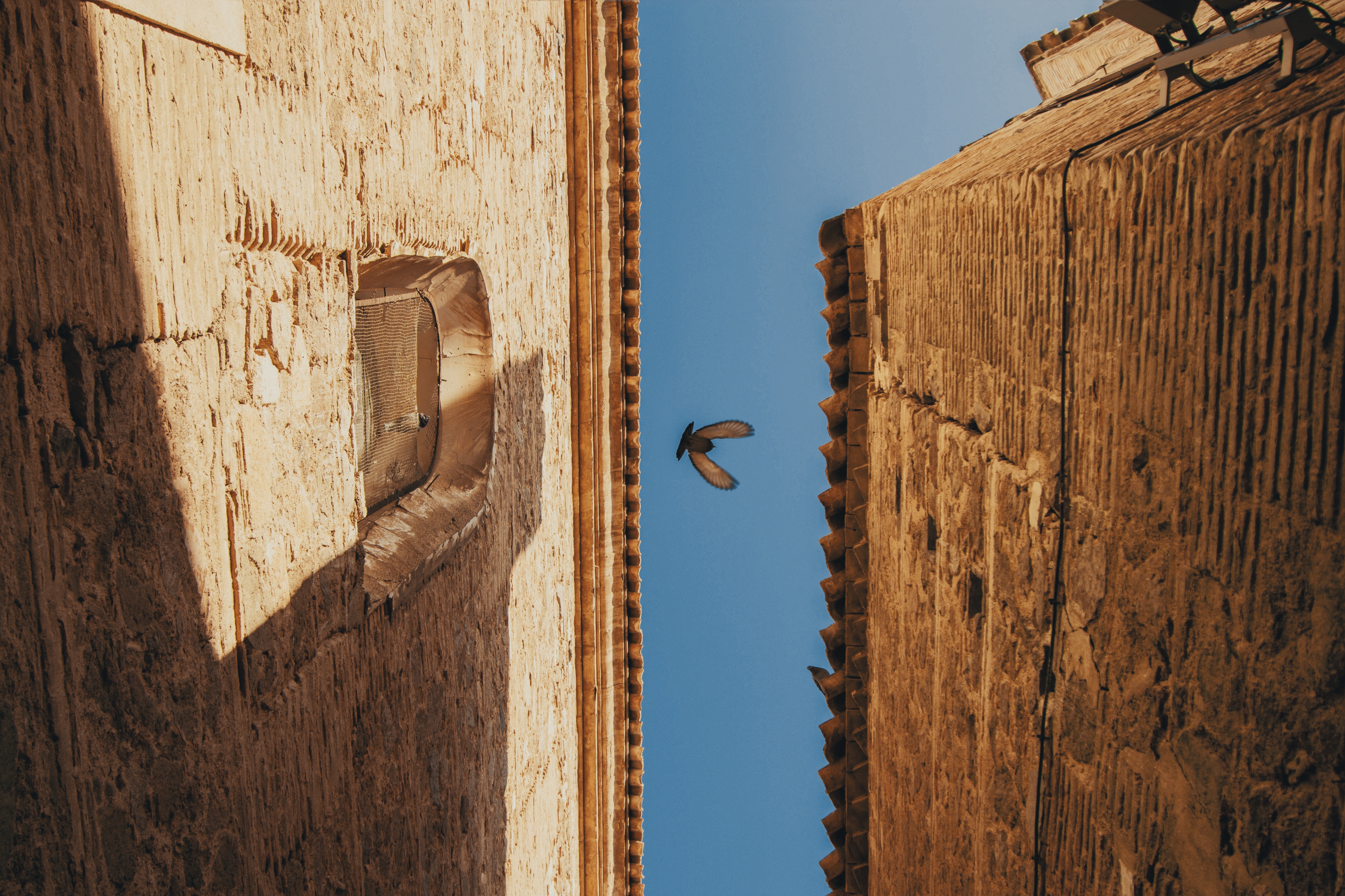 bird in between two brown concrete building
