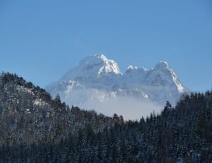 glacier mountain with pine trees photo thumbnail
