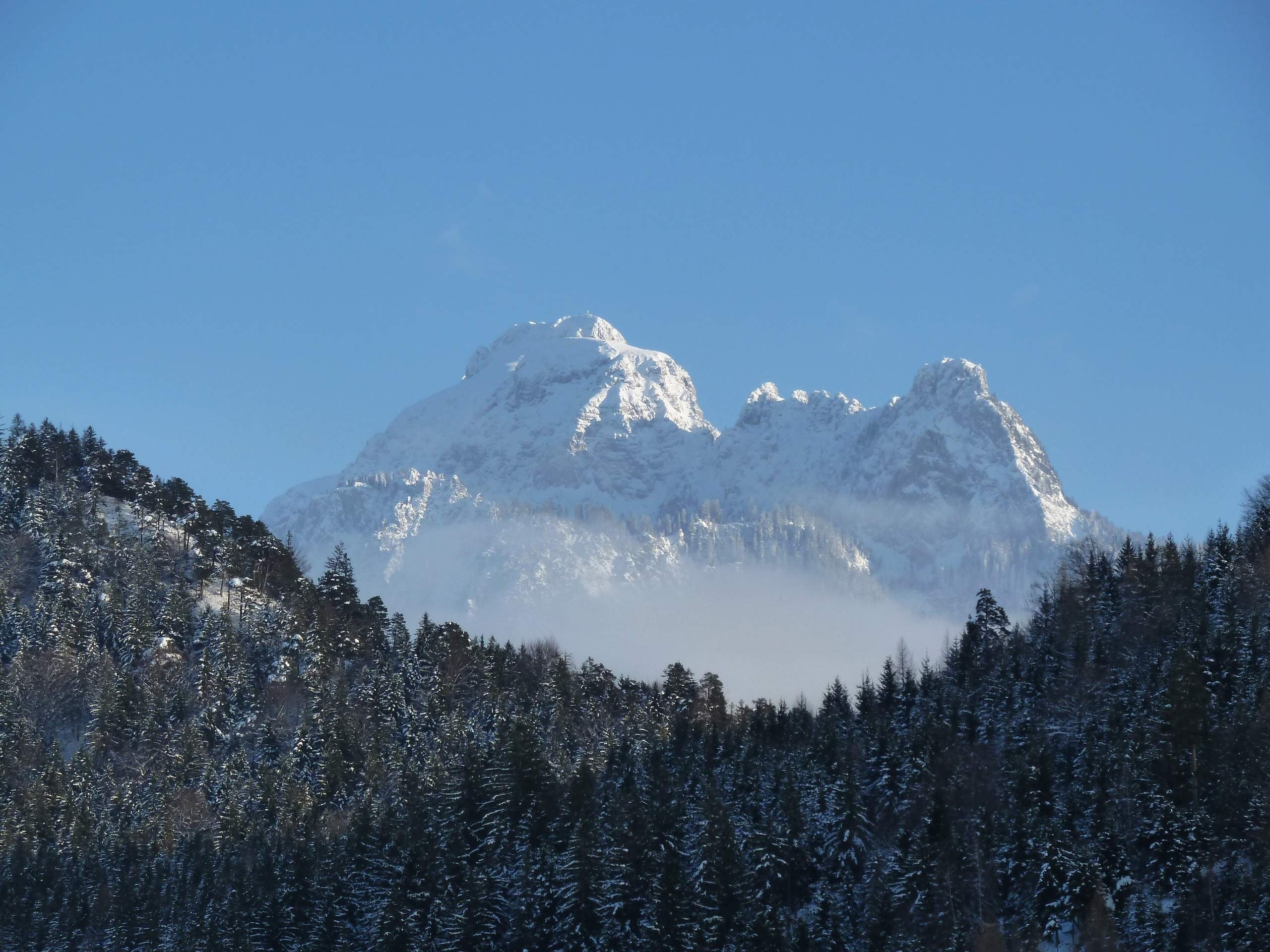 glacier mountain with pine trees photo