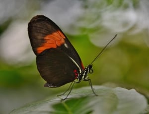 black and red longwing butterfly thumbnail