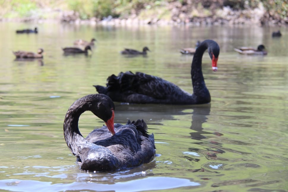black swans preview