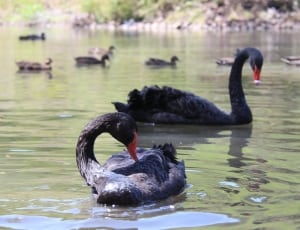 black swans thumbnail