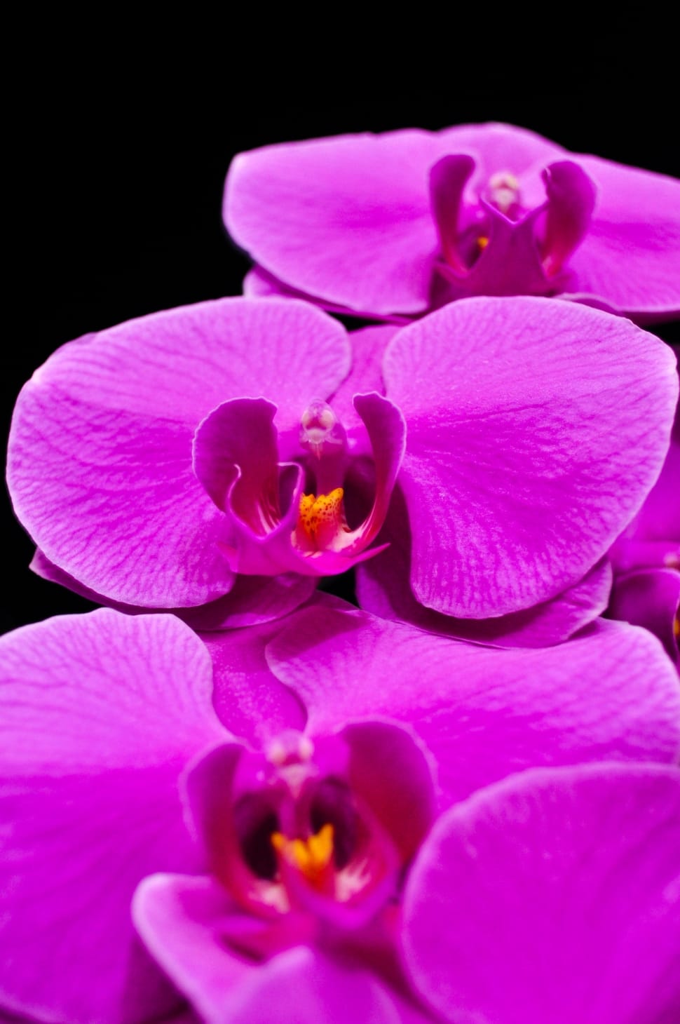 purple orchid preview