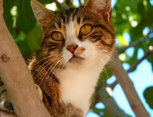 white black and brown tabby cat thumbnail