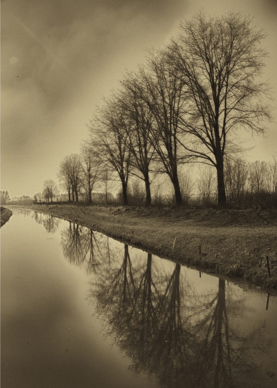 grayscale photo of withered trees preview