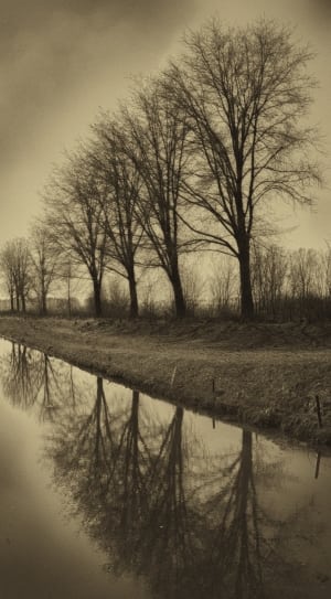 grayscale photo of withered trees thumbnail