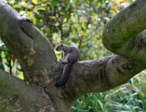 gray squirrel thumbnail
