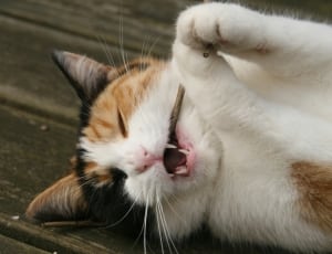 orange white and black short-fur cat thumbnail