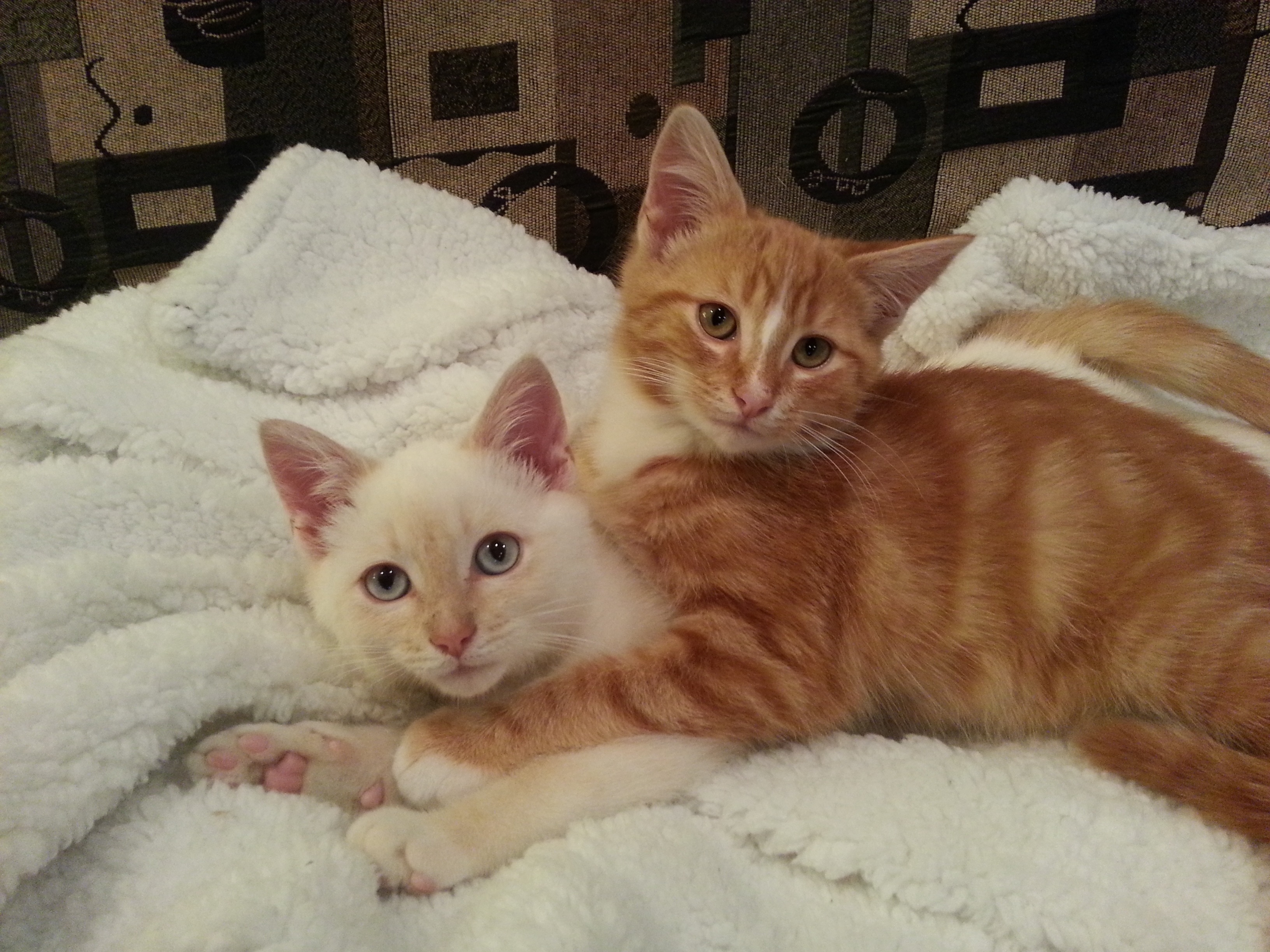 2 orange tabby cats