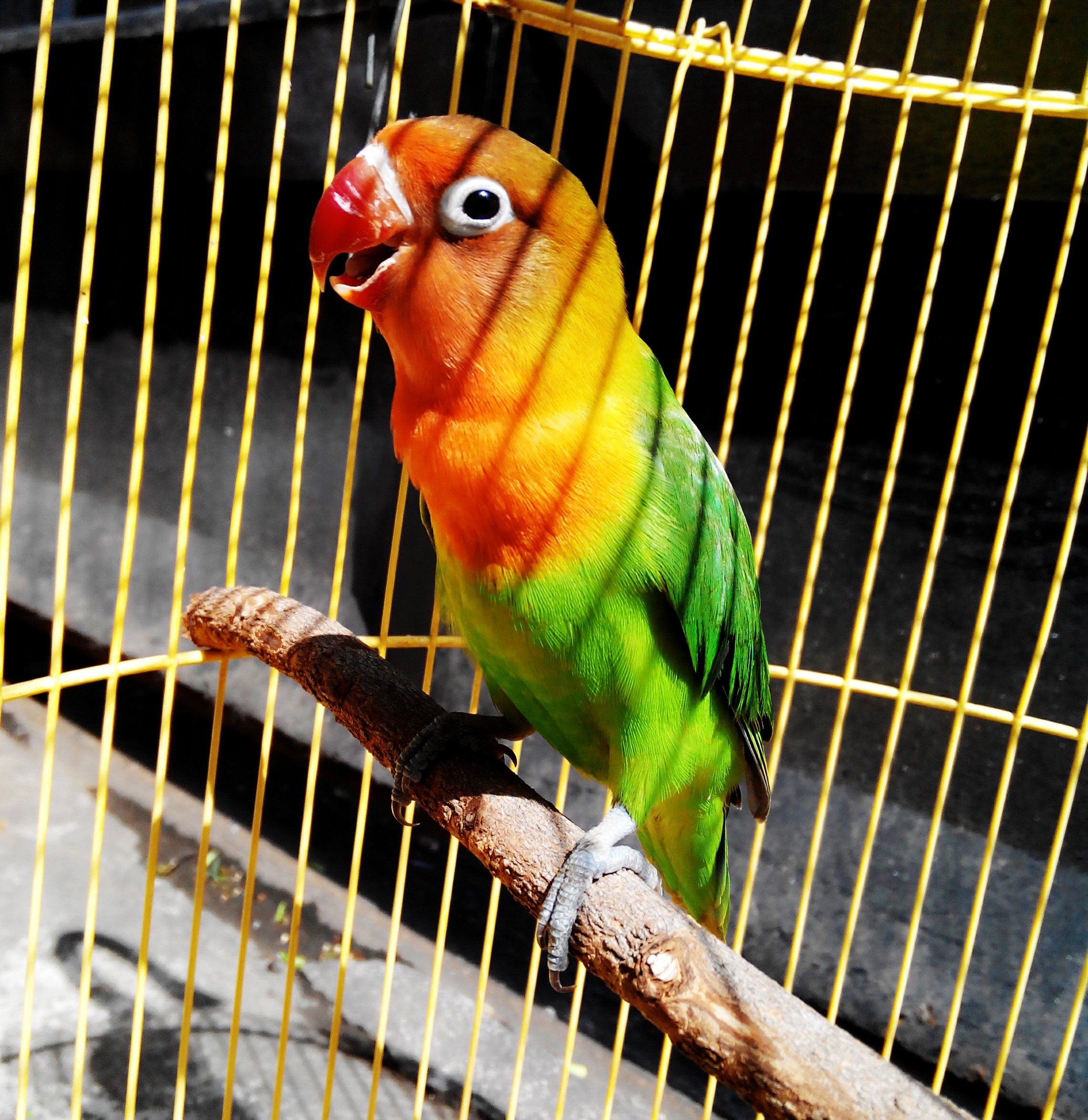 yellow orange and green parrot