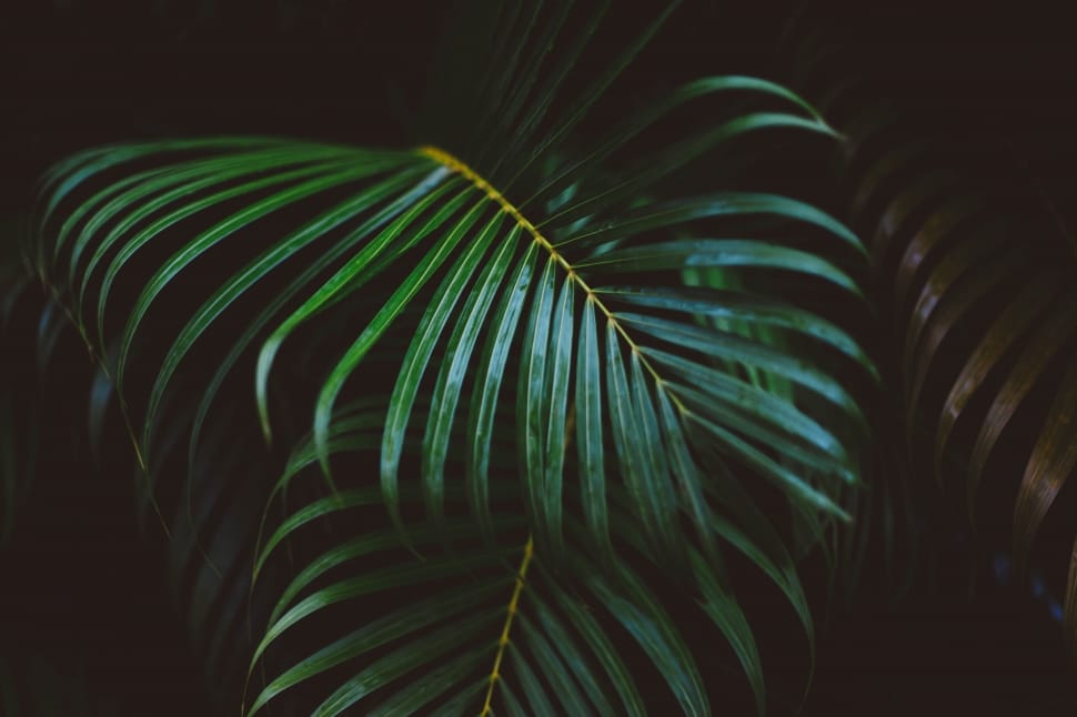 tropical plant leaves preview