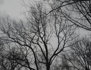 black bare trees thumbnail