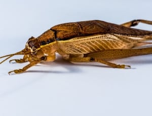 brown grasshopper thumbnail
