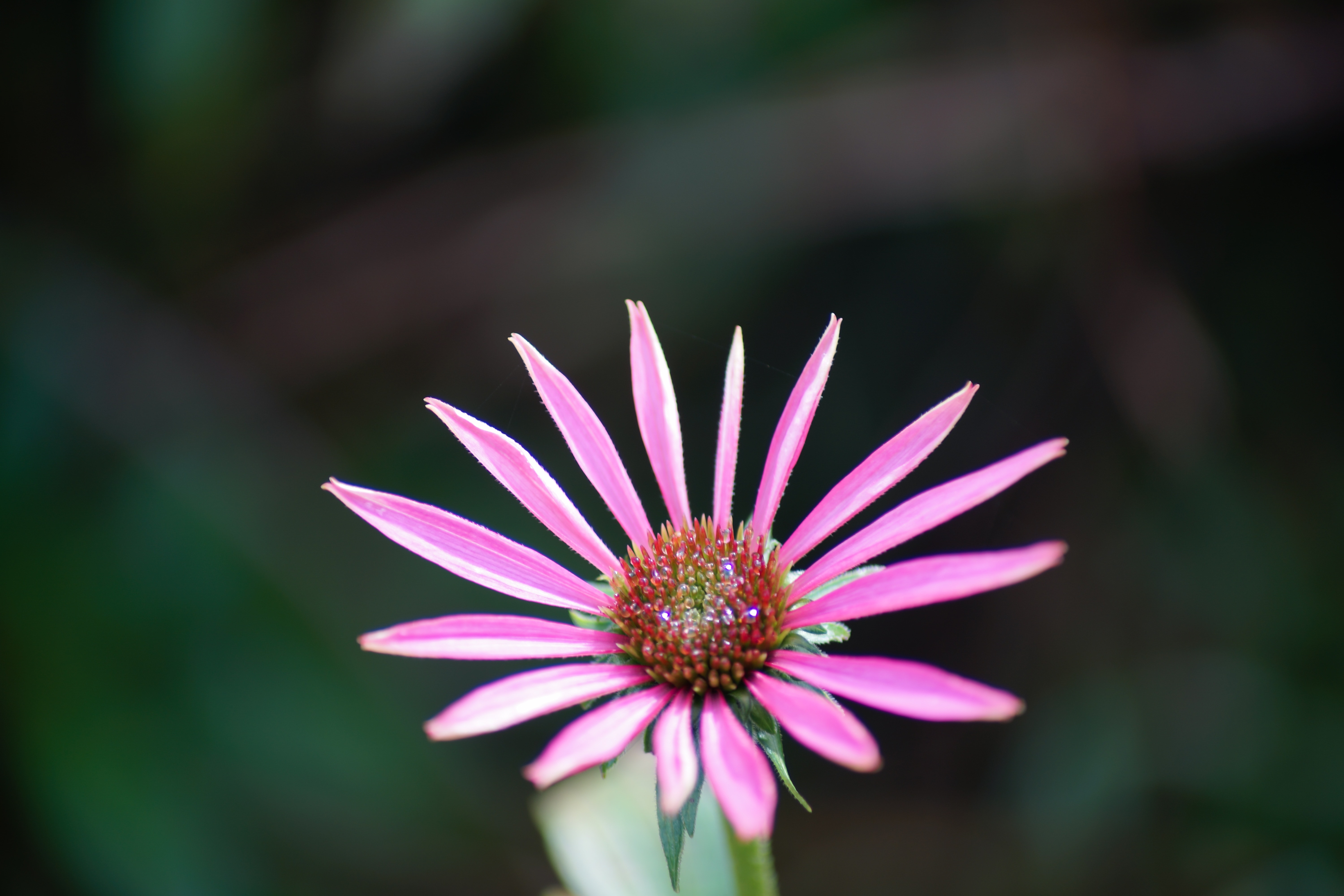pink multi-petaled flower