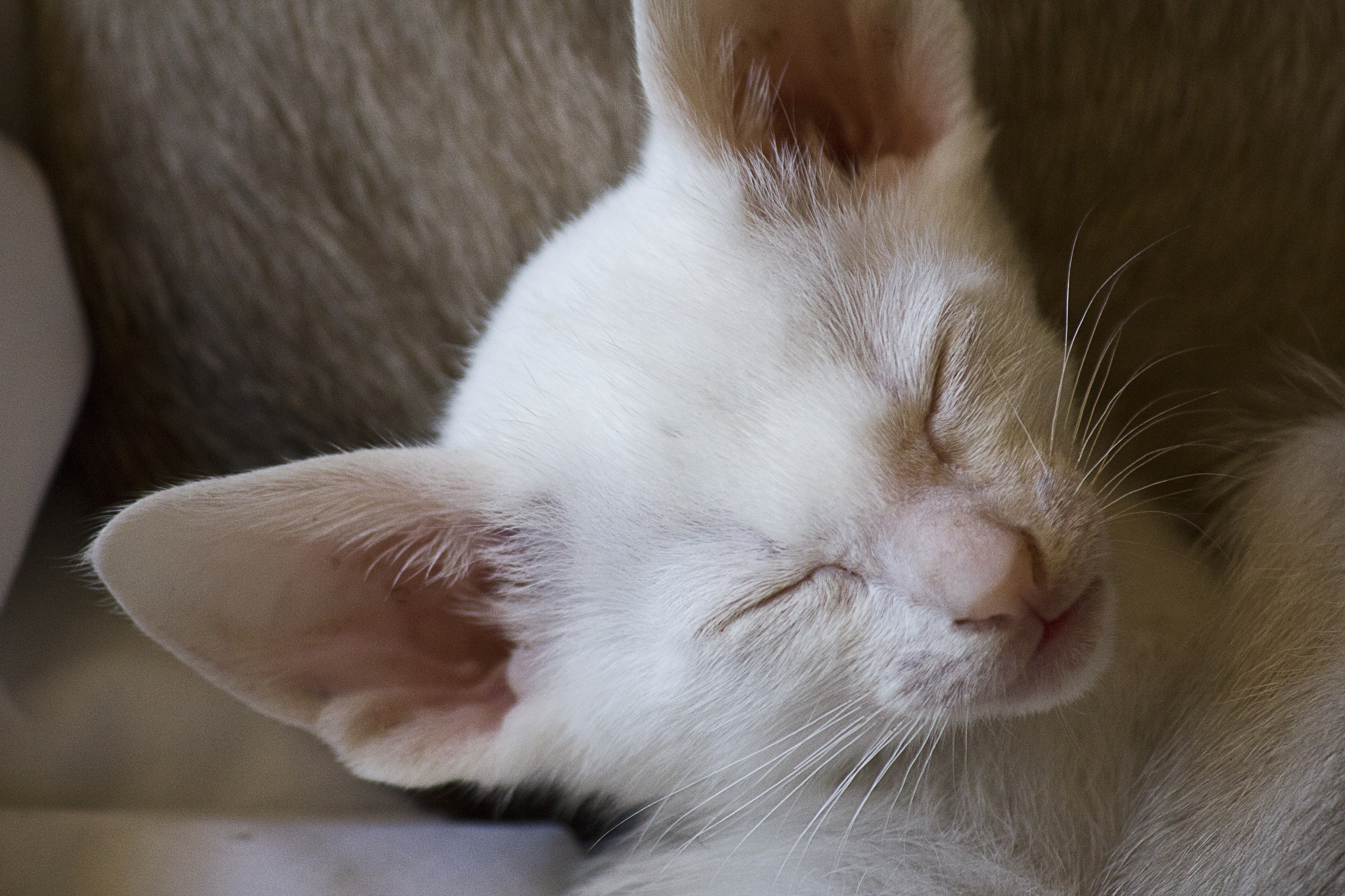 Красивое ухо кота на белом