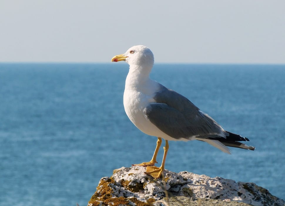 white and grey seagul preview