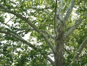 green leaf tree during daytime thumbnail