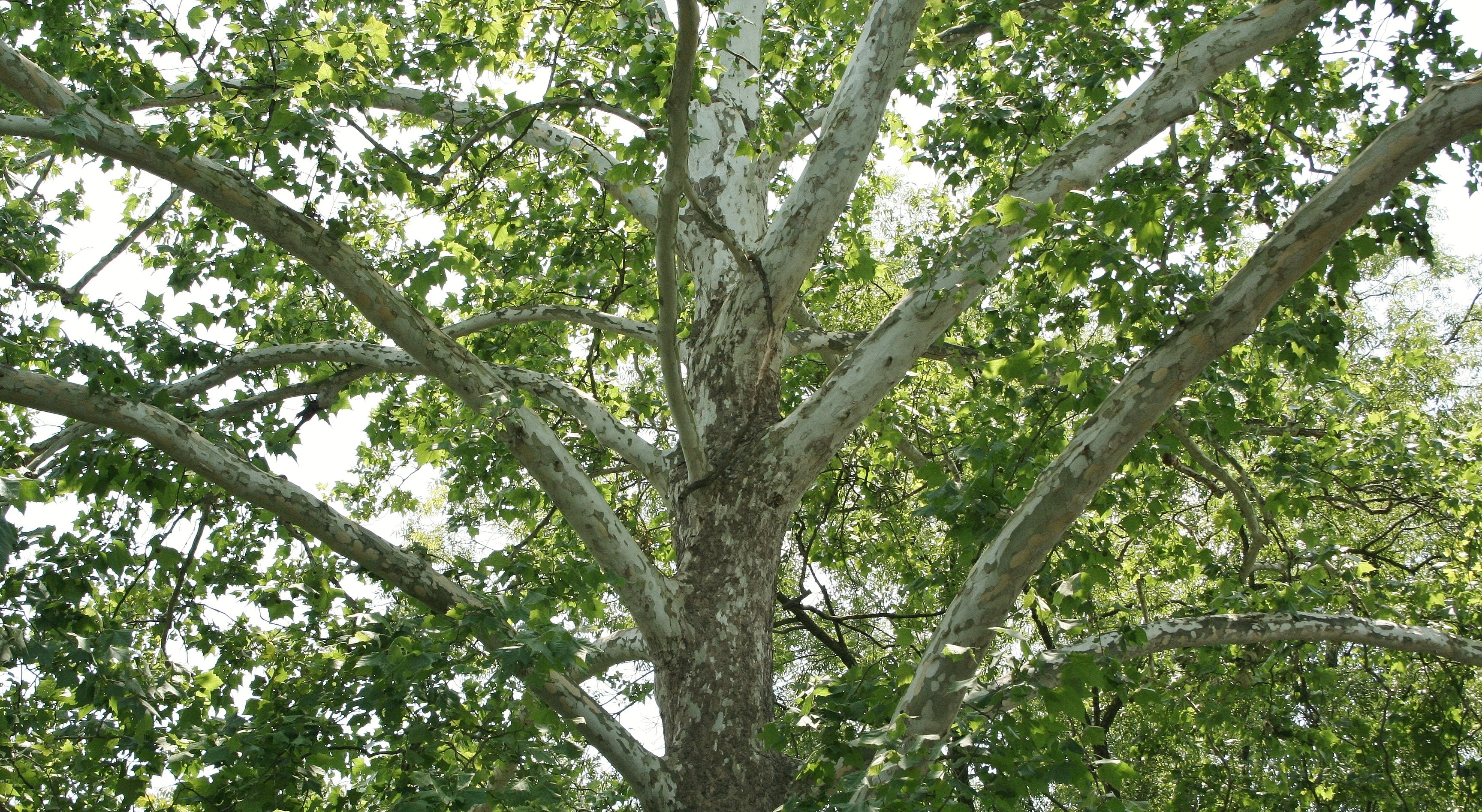 green leaf tree during daytime