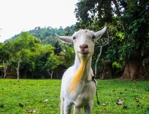 white and yellow goat thumbnail