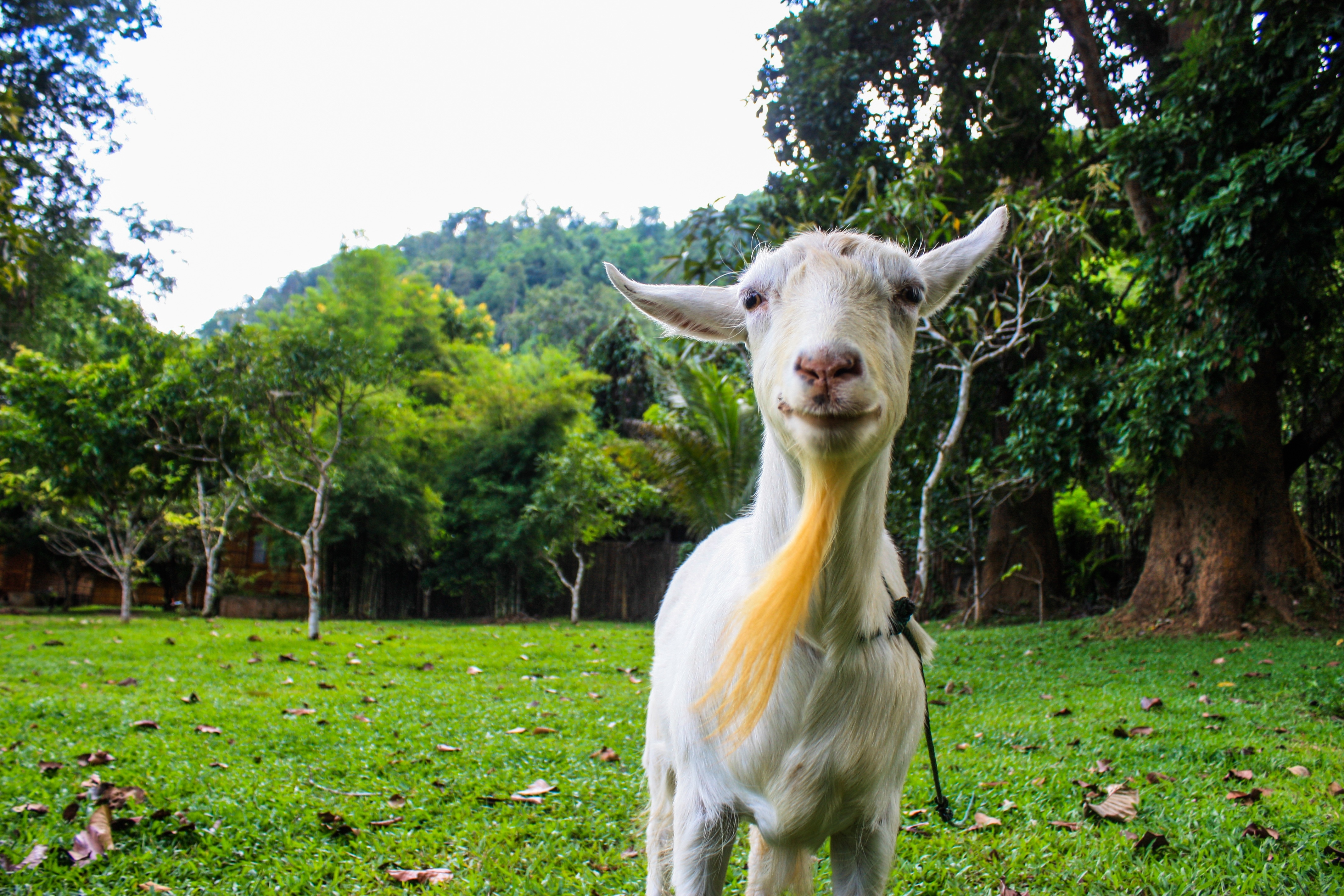 white and yellow goat