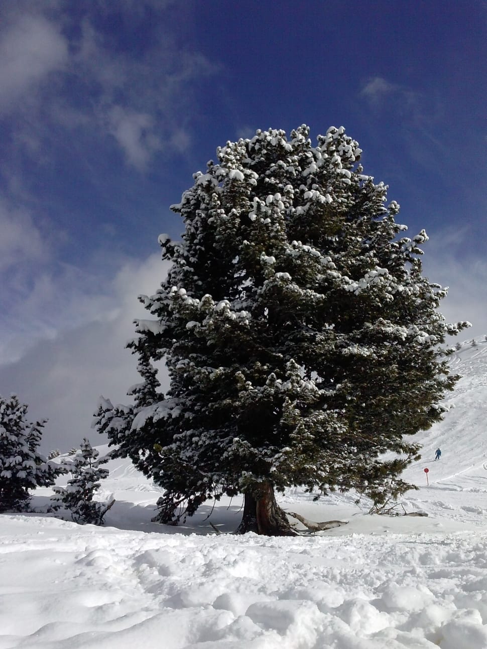 snow covered tree preview