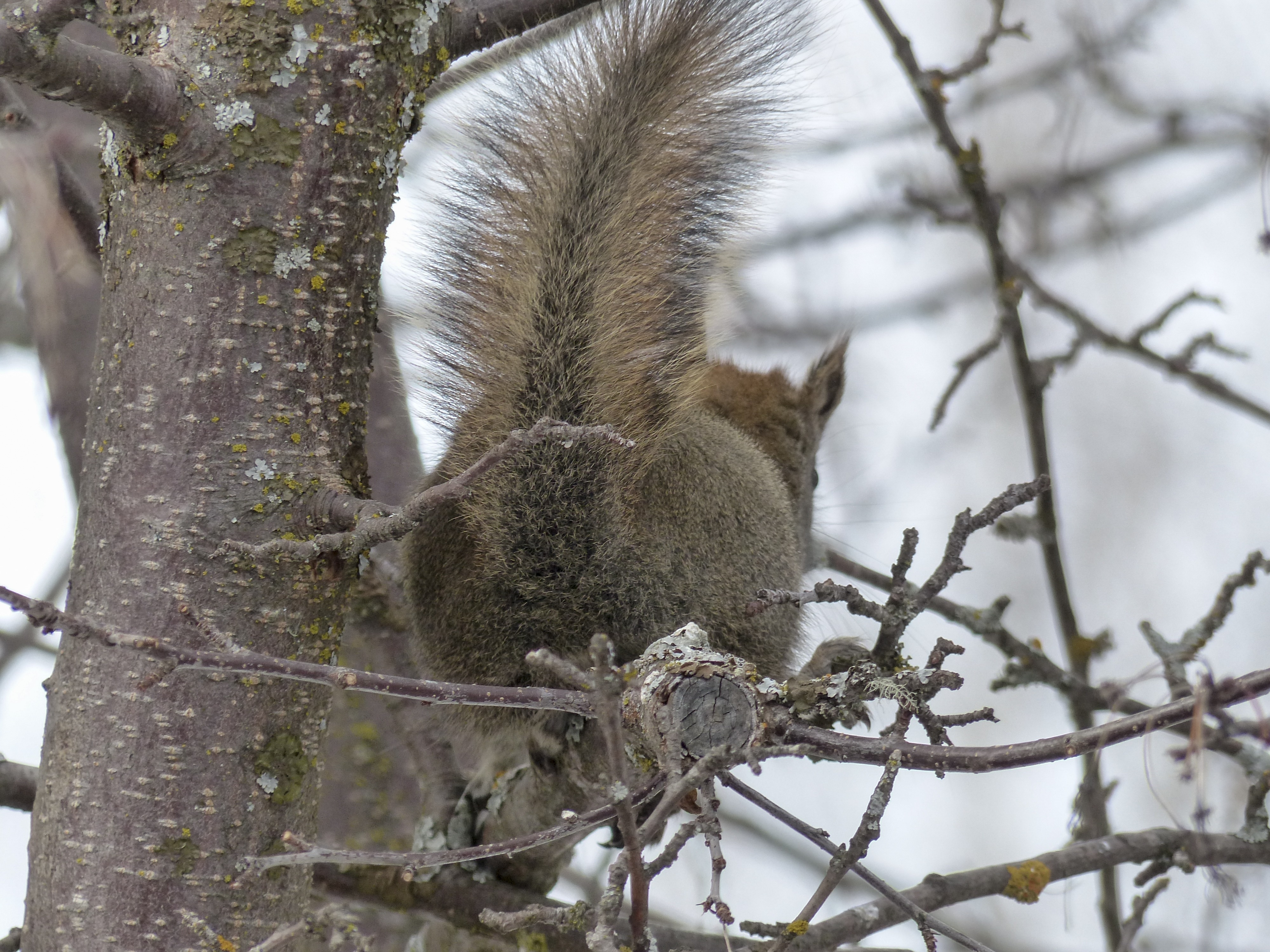 brown squirrel