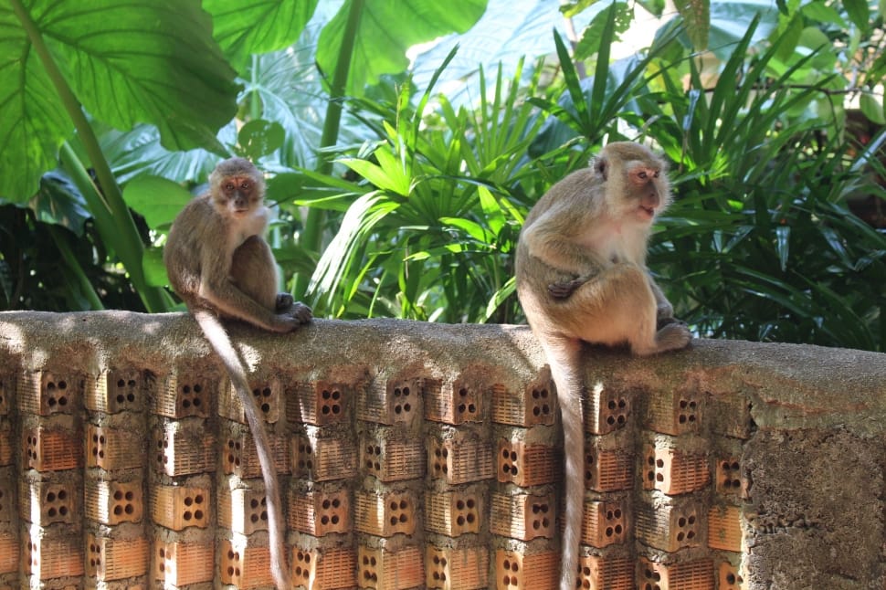 2 gray monkeys preview