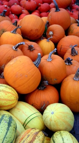 pumpkins and squash thumbnail