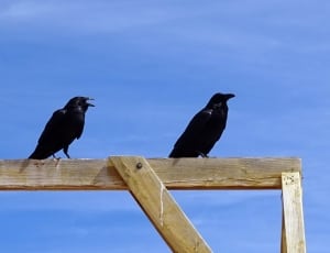 two black bird in brown wood thumbnail